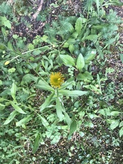 Pentanema salicinum