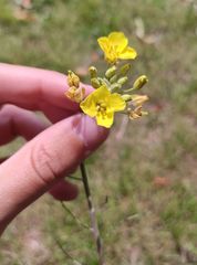 Diplotaxis tenuifolia