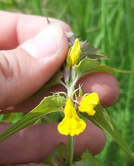 Melampyrum nemorosum