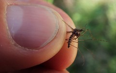 Culiseta incidens