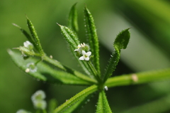 Galium aparine