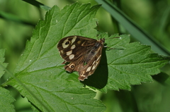 Pararge aegeria