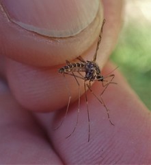 Culiseta incidens