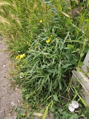 Diplotaxis tenuifolia