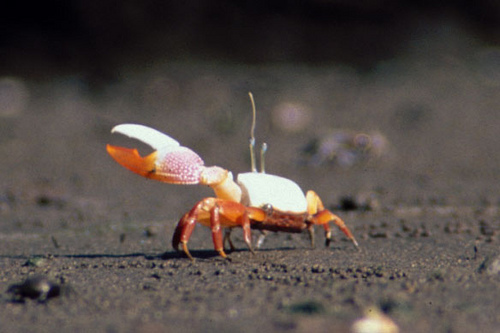 Styled Fiddler Crab