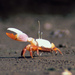 Styled Fiddler Crab - Photo (c) Michael Rosenberg, some rights reserved (CC BY-NC)