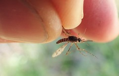 Culiseta incidens