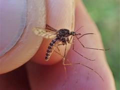 Culiseta incidens