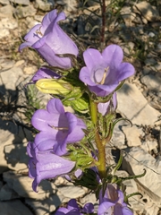 Campanula speciosa