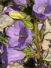 Campanula speciosa