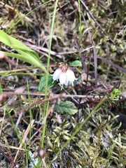 Vaccinium vitis-idaea