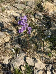 Campanula speciosa