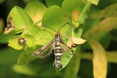 Chamaesphecia tenthrediniformis