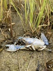 Procambarus steigmani