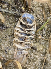 Procambarus steigmani