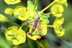 Chamaesphecia tenthrediniformis