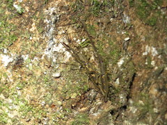Lasiorhynchus barbicornis