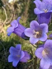 Campanula speciosa