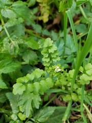Cardamine oligosperma