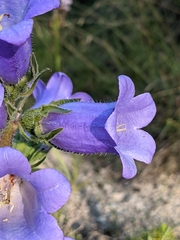 Campanula speciosa