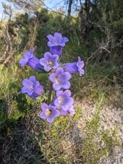 Campanula speciosa