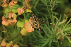 Chamaesphecia empiformis