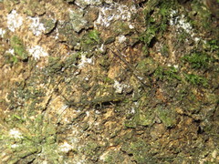 Lasiorhynchus barbicornis