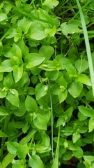Stellaria media