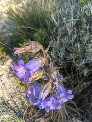Campanula speciosa