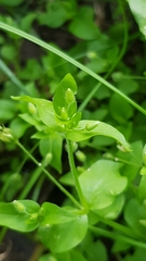 Stellaria media