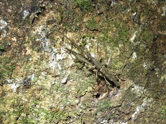 Lasiorhynchus barbicornis