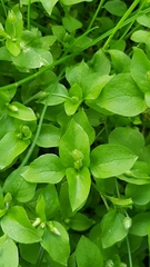 Stellaria media
