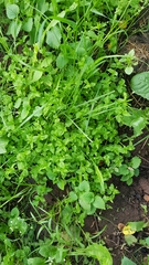 Stellaria media