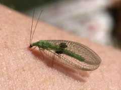 Chrysopa oculata