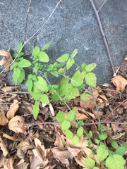 Rubus ursinus macropetalus