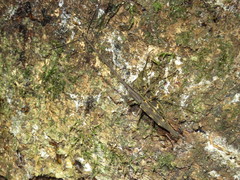 Lasiorhynchus barbicornis
