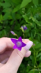 Campanula patula