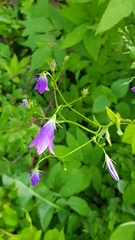 Campanula patula