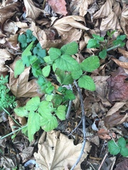 Rubus ursinus macropetalus
