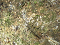 Lasiorhynchus barbicornis