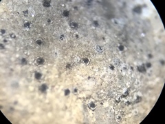 Bagliettoa calciseda