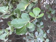 Cussonia thyrsiflora