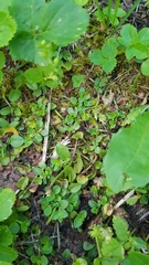 Veronica serpyllifolia