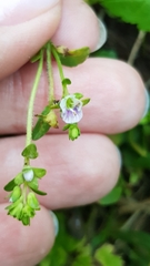 Veronica serpyllifolia