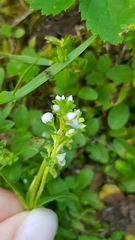 Veronica serpyllifolia