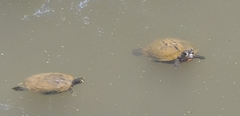 Trachemys scripta