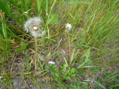 Taraxacum proximum
