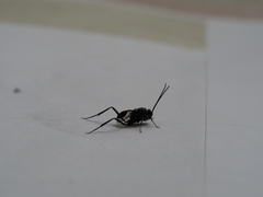 Evania appendigaster