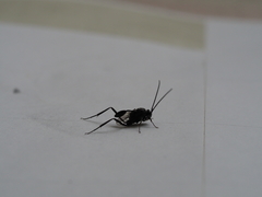 Evania appendigaster