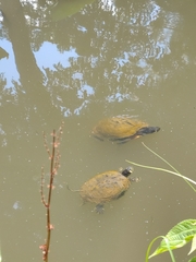 Trachemys scripta